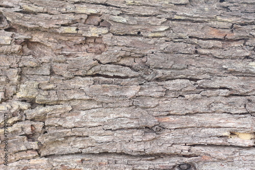 Old bark, texture or background