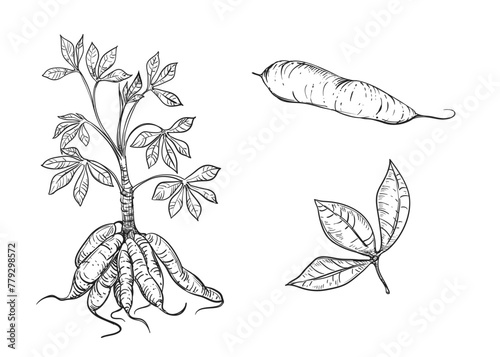 Hand drawn sketch black and white illustration of cassava, manioc, root, leaf. Vector illustration. Elements in graphic style label, sticker, menu, package. Engraved style illustration. photo