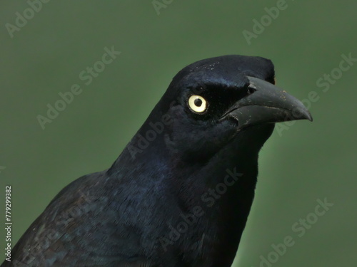 Retrato de un pájaro negro