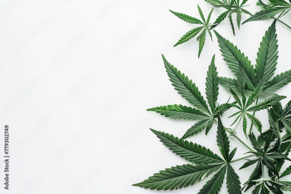 Cannabis leaf, marijuana isolated on white background, top view copy space for text Cannabis leaf, marijuana isolated on white background, top view copy space for text