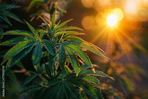 Green cannabis Bush with large marijuana leaves with hemp seeds during sunset