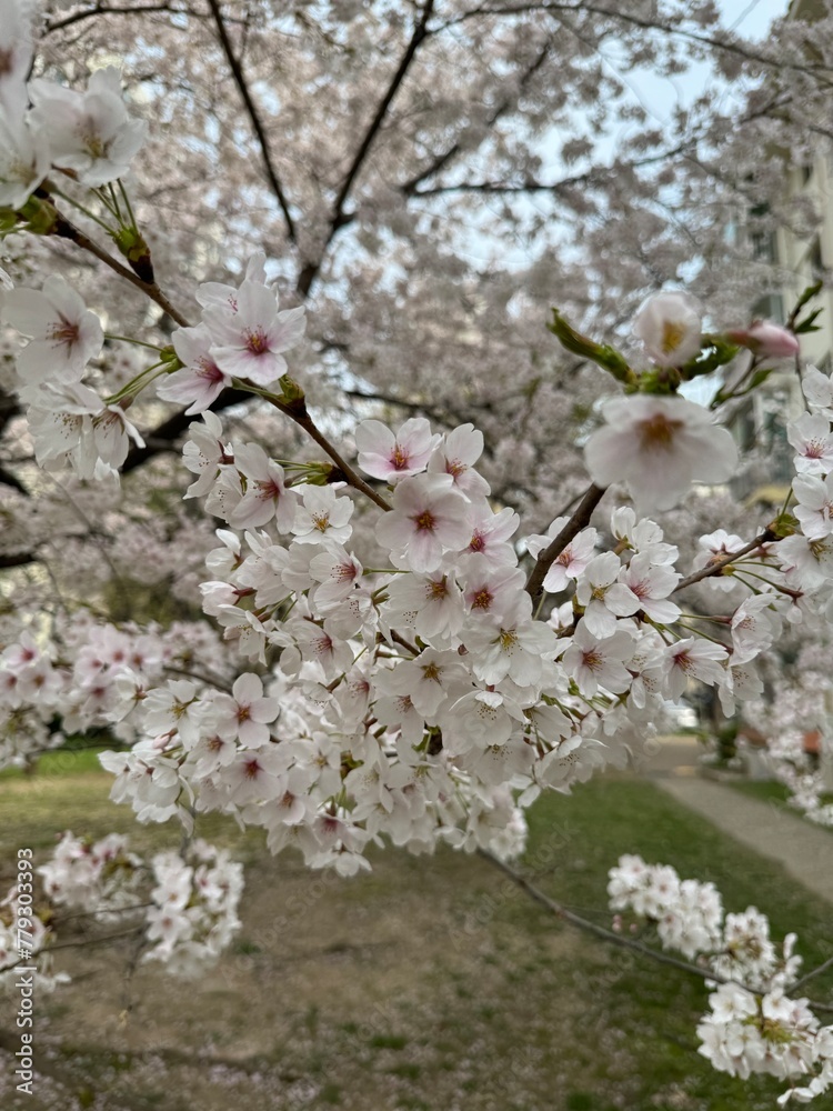 cherry blossems