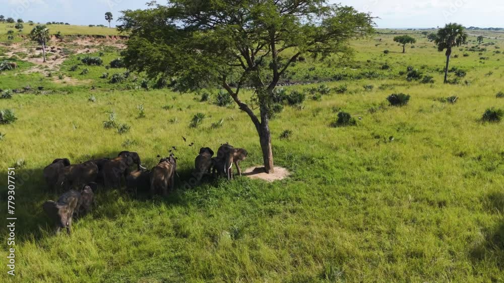 Drone shot of African Elephants chilling in shade, shaking birds from their backs Drone shot of African Elephants chilling in shade, shaking birds from their backs