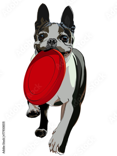 Boston Terrier with a Frisbee