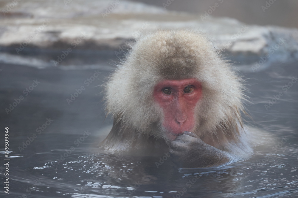 The Japanese macaque (Macaca fuscata), also known as the snow monkey, is a terrestrial Old World monkey species that is native to Japan. The Japanese macaque (Macaca fuscata), also known as the snow monkey, is a terrestrial Old World monkey species that is native to Japan.