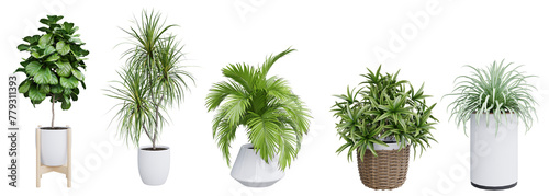 Plant set in pot isolated on white background 3d rendering PNG