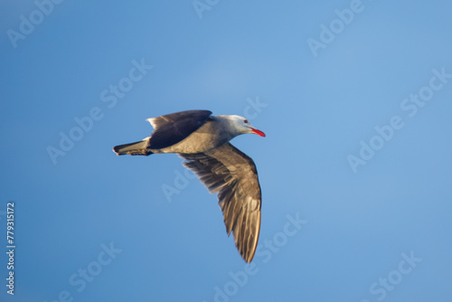 Larus heermanni