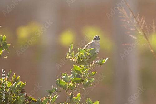 Peucaea es un género de aves paseriformes de la familia Passerellidae