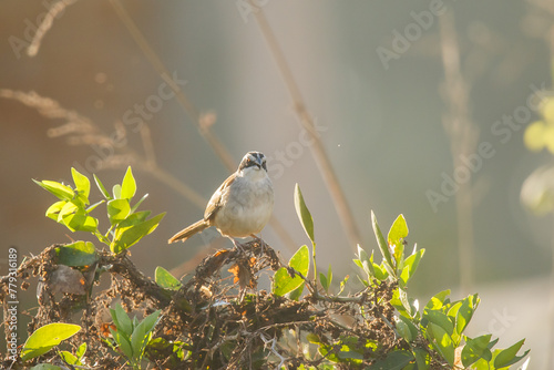 Peucaea es un género de aves paseriformes de la familia Passerellidae photo