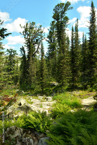 Thickets of ferns and a tall cedar forest in a rocky little clearing on a sunny summer day.