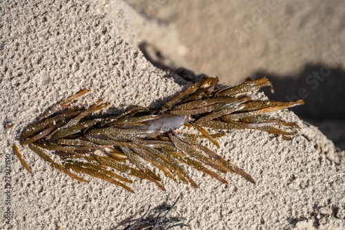 bull kelp growing on the rocks wave and swell in the ocean in australia photo