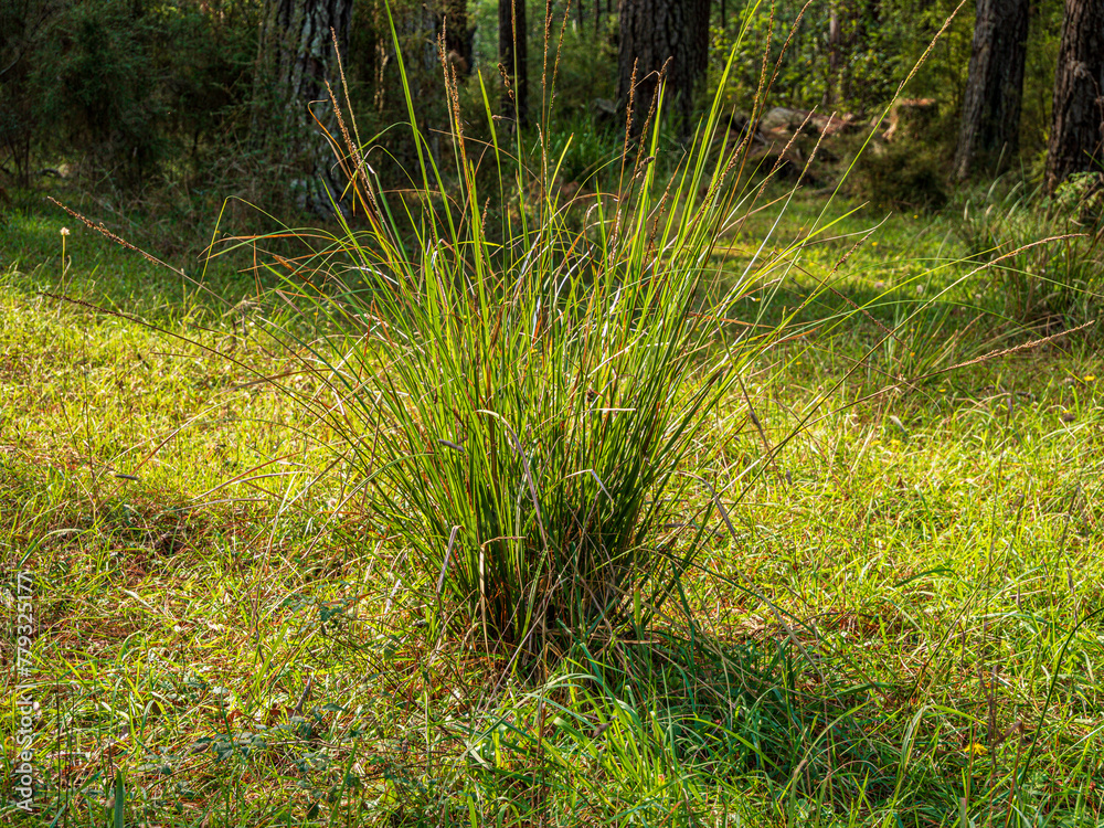 Isolated Clump Of Reeds