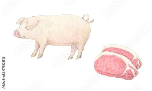 豚と豚肉　水彩色鉛筆イラスト