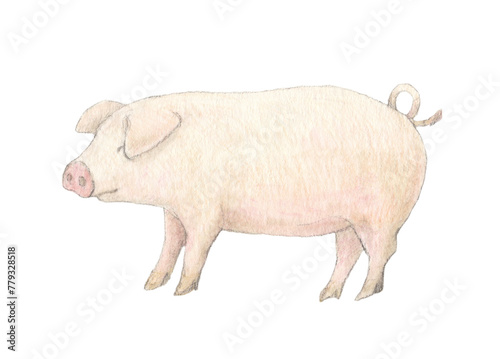 豚　水彩色鉛筆イラスト
