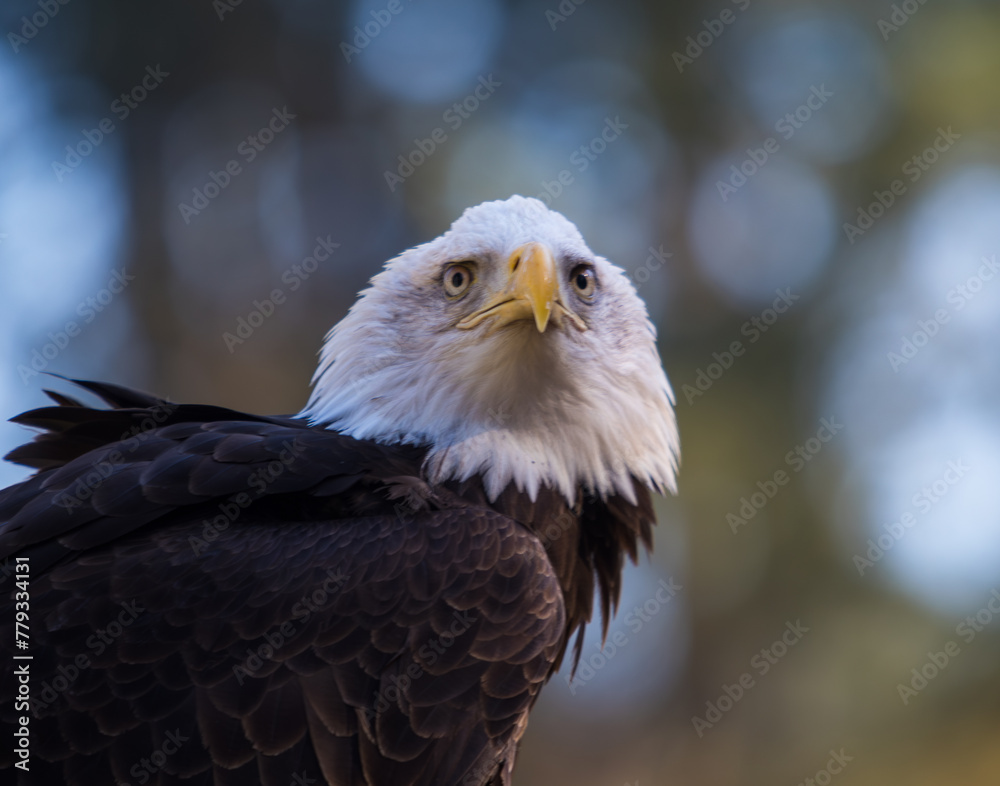 Fototapeta premium A mature bald eagle searching for its next meal.