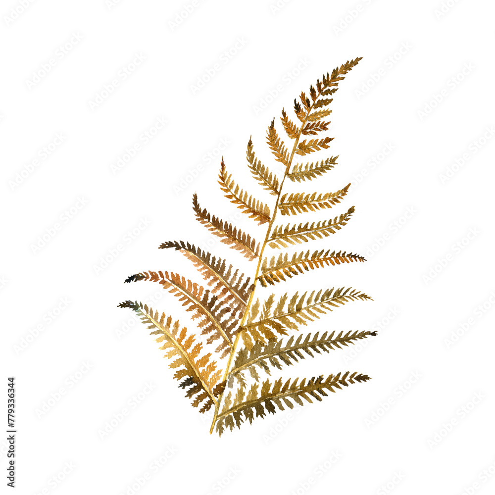 Obraz premium watercolor drawing autumn brown leaf of fern, isolated at white background, natural element, hand drawn botanical illustration