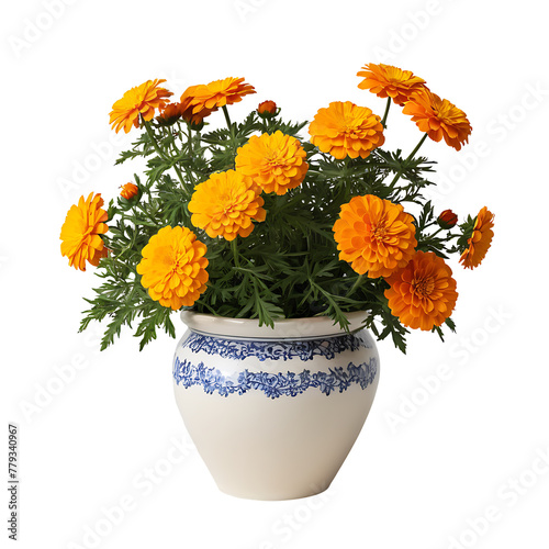 Marigold Flower in PNG format with transparent background

