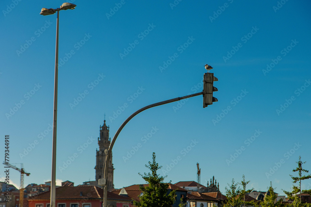Seagull in top of a traffic light