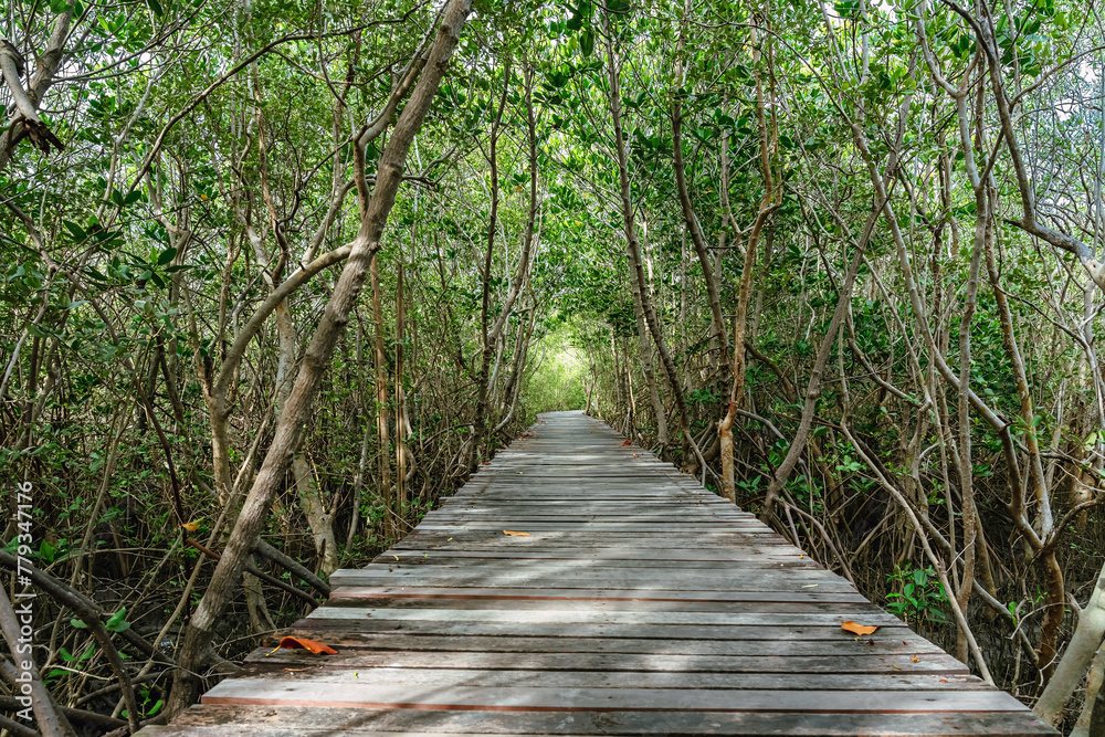Obraz premium View of wooden bridge in flooded rainforest jungle of mangrove trees. Old wood floor with bridge or walk way through in tropical mangrove forest. Trail extends under shady tree.Tropical exotic travel