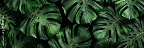 Dark green tropical leaves  including monstera and palms  are set against a black backdrop.