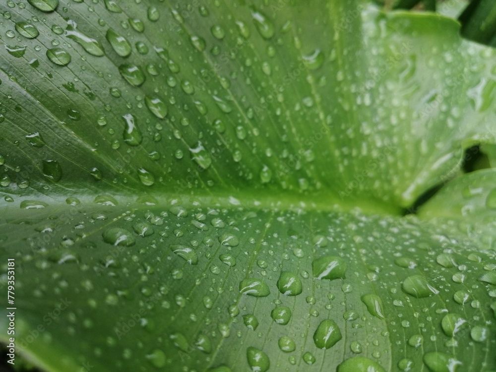 水玉 水玉