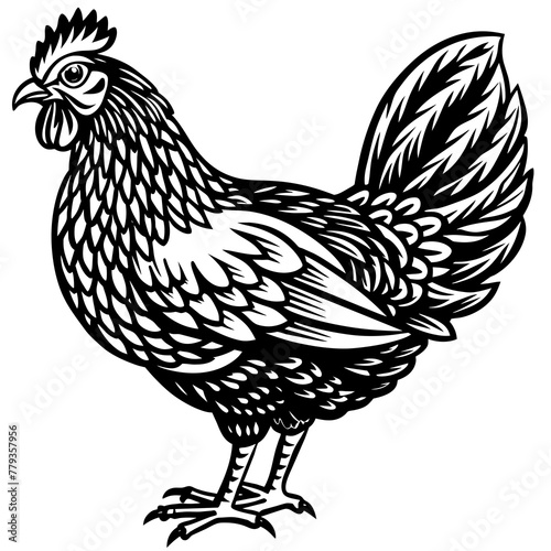    chicken vector illustration
