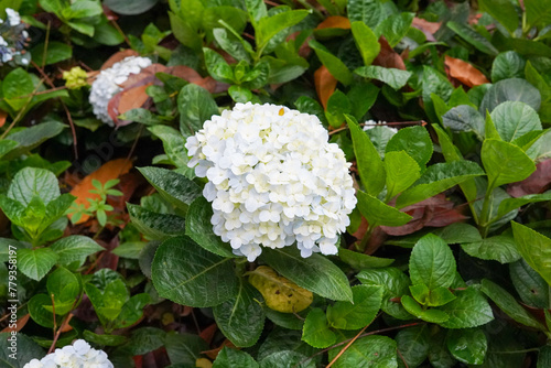 white flowers in the garden © long