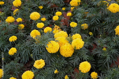yellow flowers in the garden © long