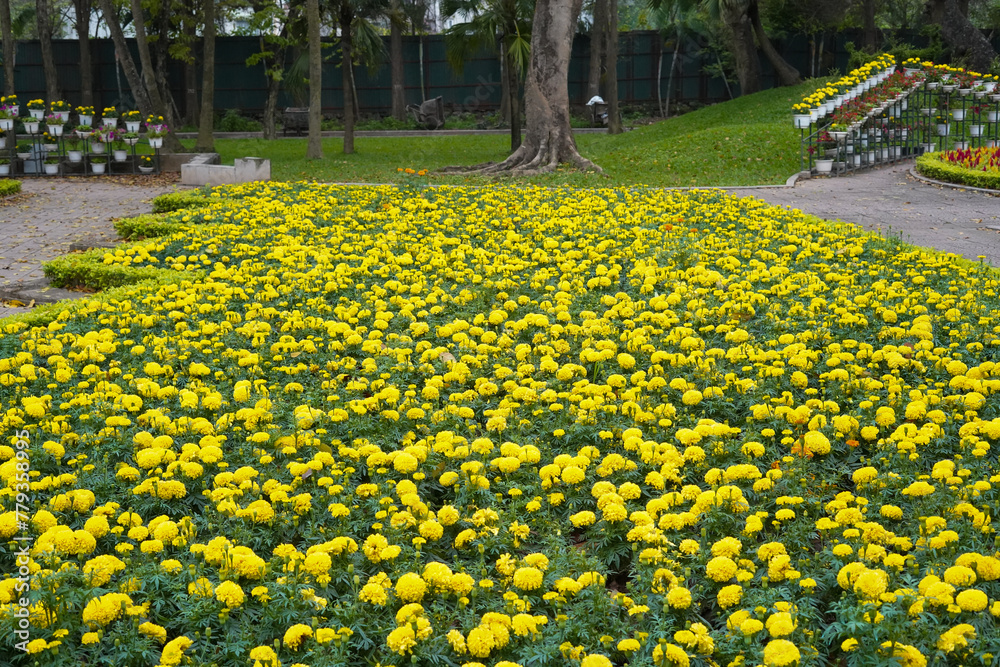 Obraz premium yellow flowers in the park