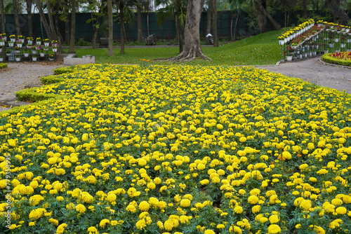 yellow flowers in the park © long