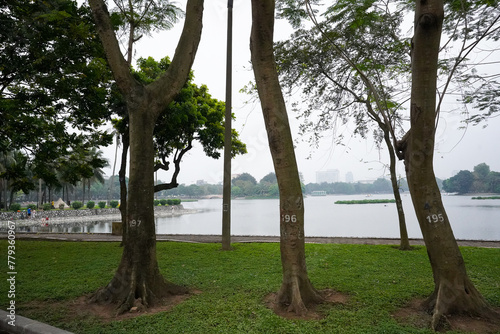 tree in the park © tuan