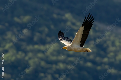 Egyptian vulture in natural habitat in Bulgaria