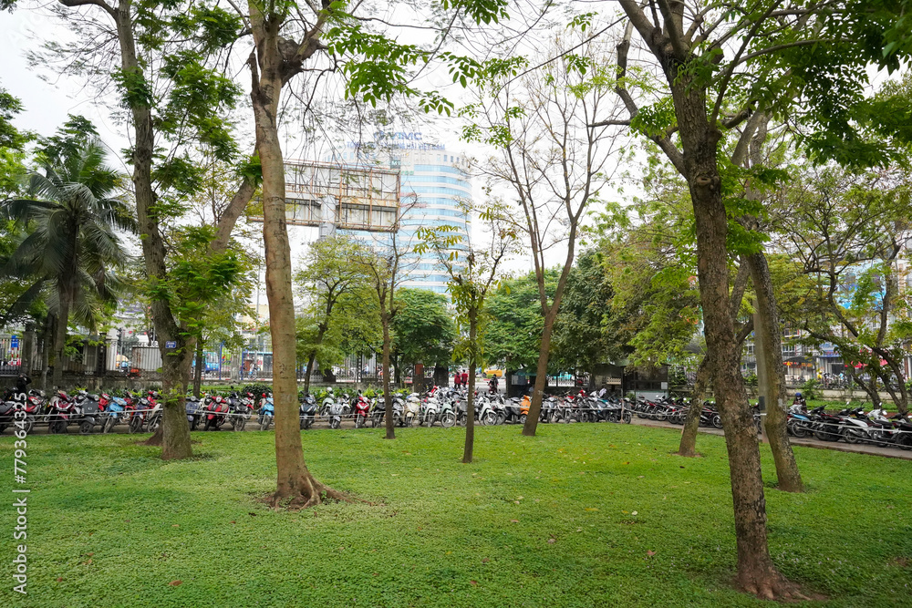 Fototapeta premium park with trees