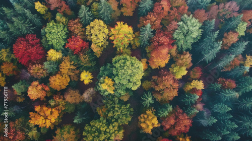 colorful forest