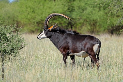 A magnificent sable antelope (Hippotragus niger) bull in natural habitat, Mokala National Park, South Africa.