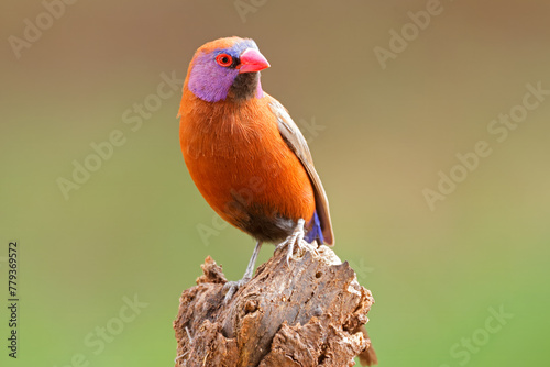 A colorful male violet-eared waxbill (Uraeginthus granatinus) perched on a branch, South Africa.