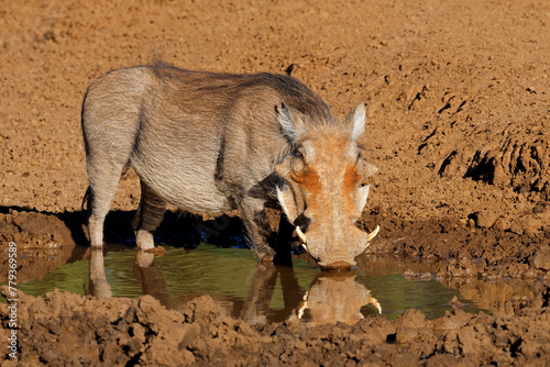 A warthog (Phacochoerus africanus) drinking at a muddy waterhole, Mokala National Park, South Africa.