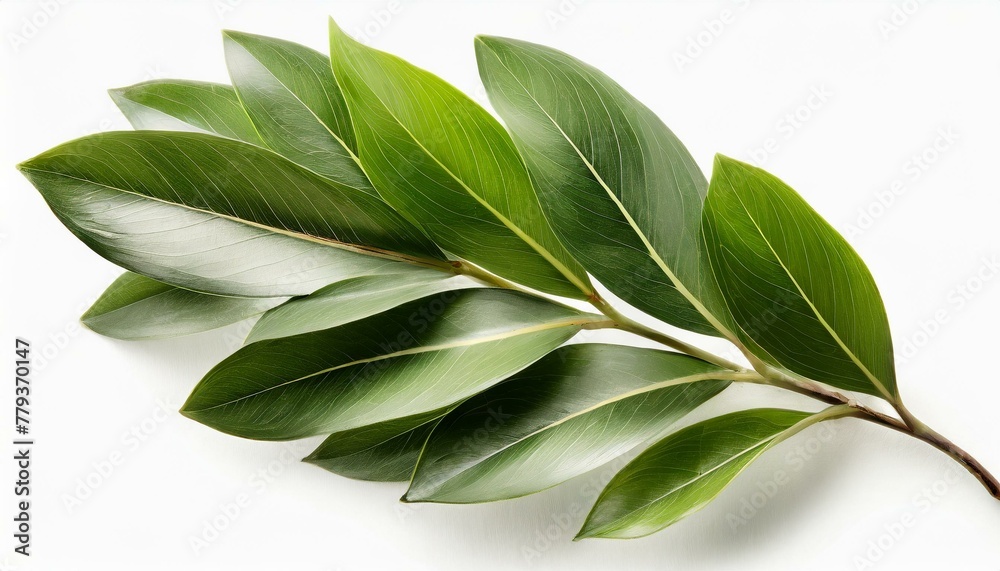 Palme Freisteller Hintergrund Palme Freisteller Hintergrund