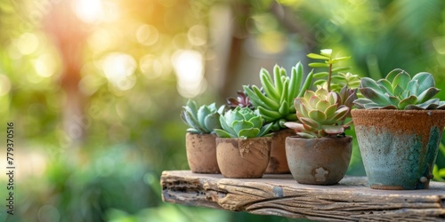 Assorted succulent plants in pots arranged neatly on a wooden table