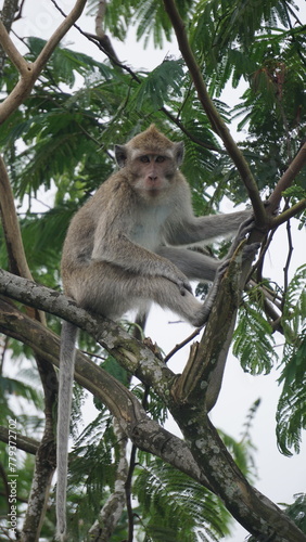 Macaca fascicularis (Monyet kra, kera ekor panjang, monyet ekor panjang, long-tailed macaque, monyet pemakan kepiting, crab-eating monkey) on the tree. © Mang Kelin
