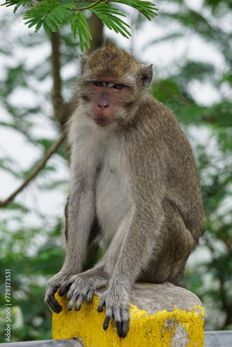 Macaca fascicularis (Monyet kra, kera ekor panjang, monyet ekor panjang, long-tailed macaque, monyet pemakan kepiting, crab-eating monkey) on the tree. © Mang Kelin