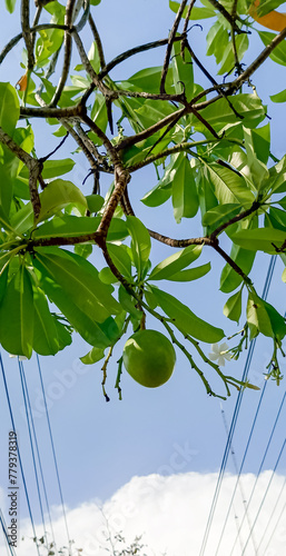 Fruits of calabash, which is scientifically called crescentia cujete photo