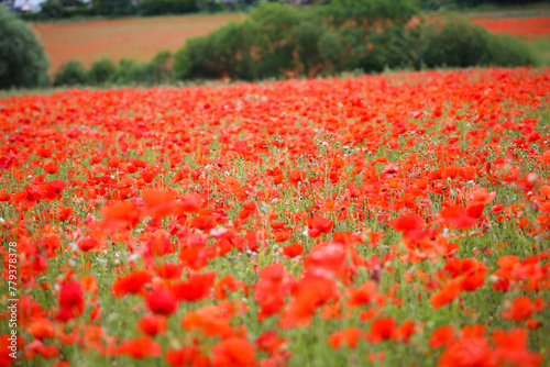 poppy fields 