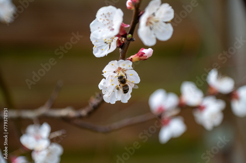 bee on white blossom of apricot tree