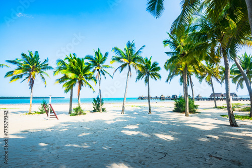 Beautiful view of coconut grove at Gaolong Bay beach in Wenchang, Hainan, China photo