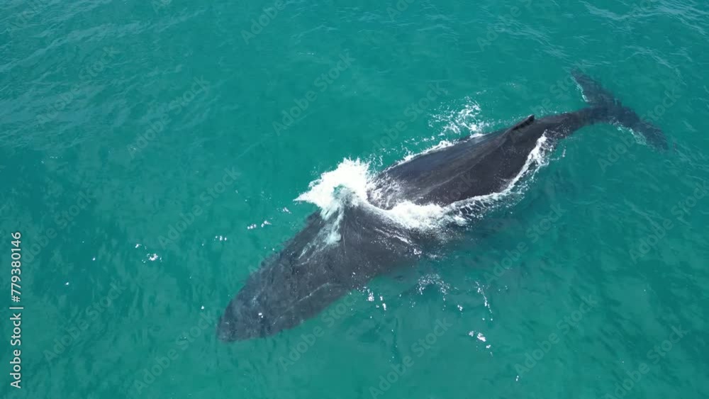 Humpback whale swimming in open sea. Aerial drone view