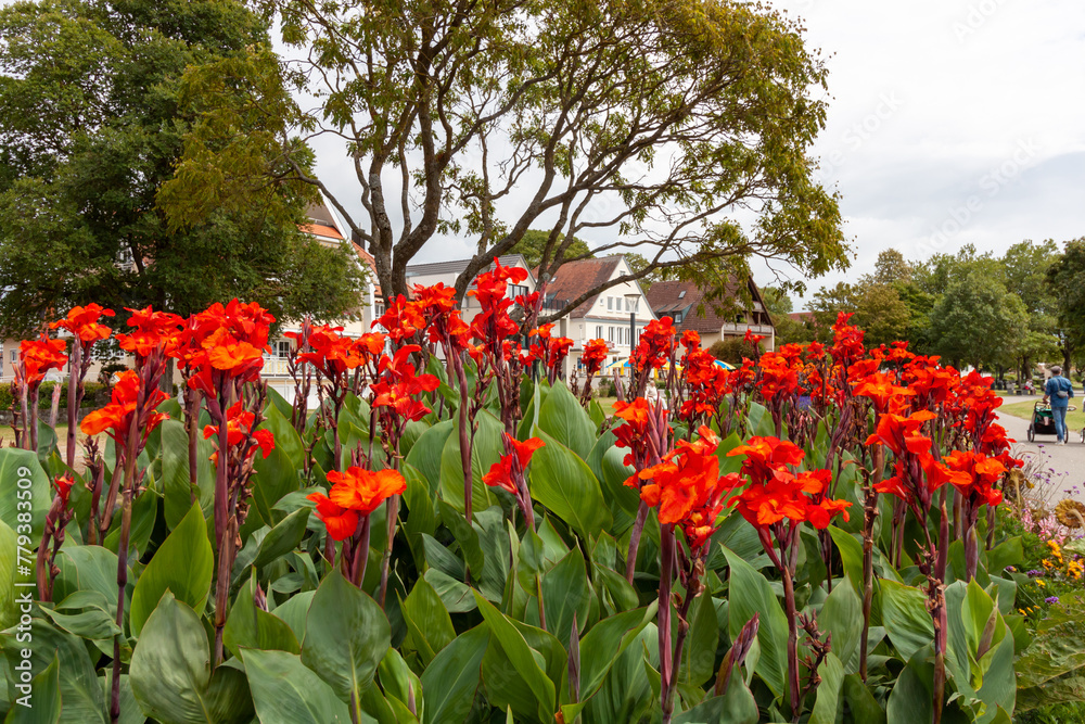 Flowers on the embankment of Langenargen, Bodensee, Baden Wuerttemberg