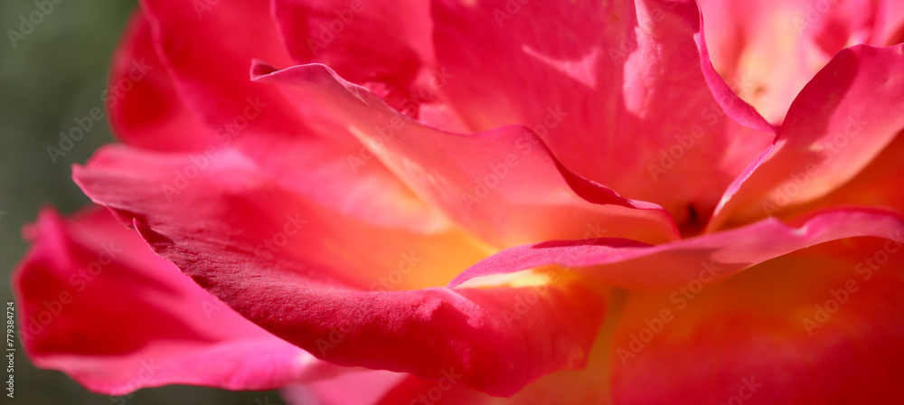 Pink yellow rose flower. Macro flowers background for holiday design Pink yellow rose flower. Macro flowers background for holiday design