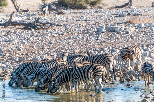 A group of Burchell s Plains zebra -Equus quagga burchelli- drinking from a waterhole on the plains of Etosha National Park  Namibia.