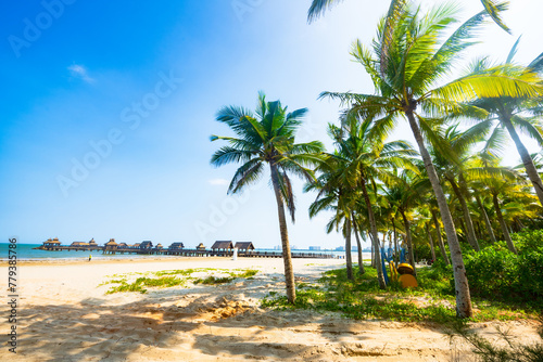Beautiful view of coconut grove at Gaolong Bay beach in Wenchang, Hainan, China photo